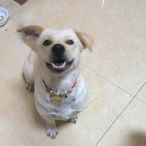 贝贝走了#我的世界塌了