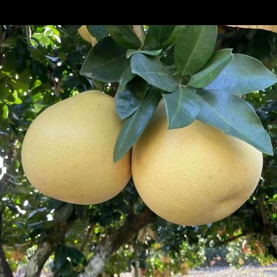 封蜜柚子垞(cha)