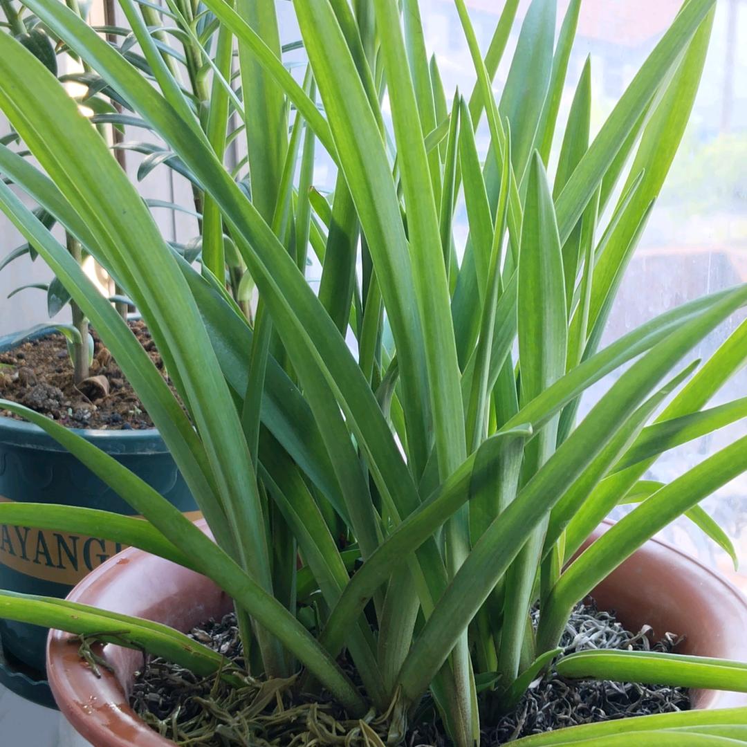 皖梅