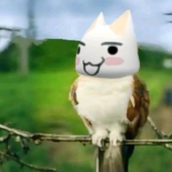 鸟格格
