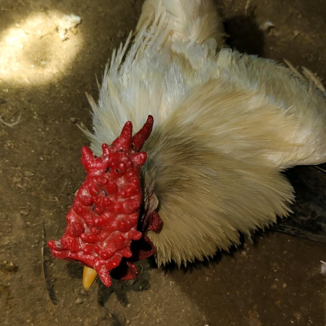 东至县梅城村南门组130有发场跑山鸡