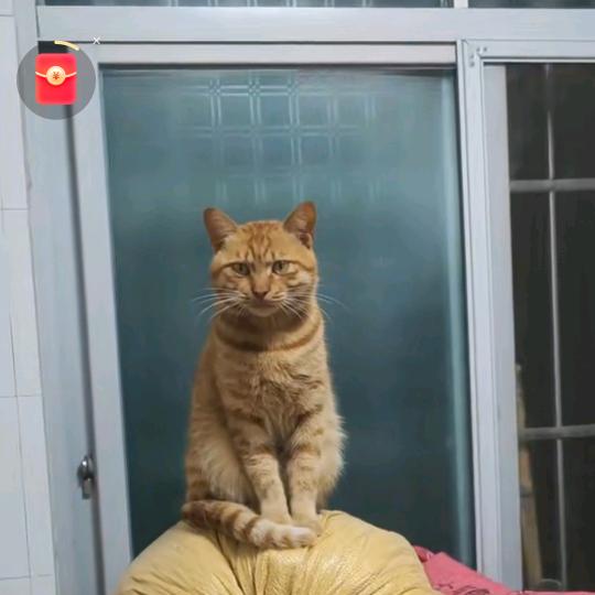 腾龙