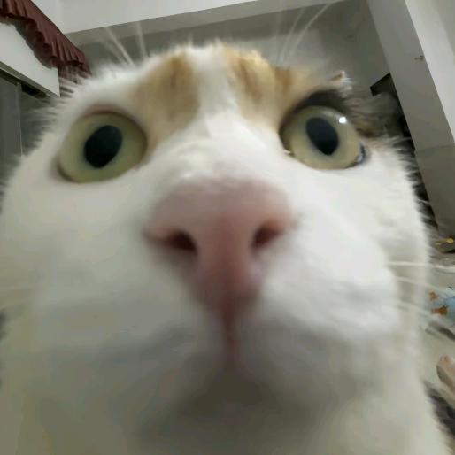 ①姐林鹤