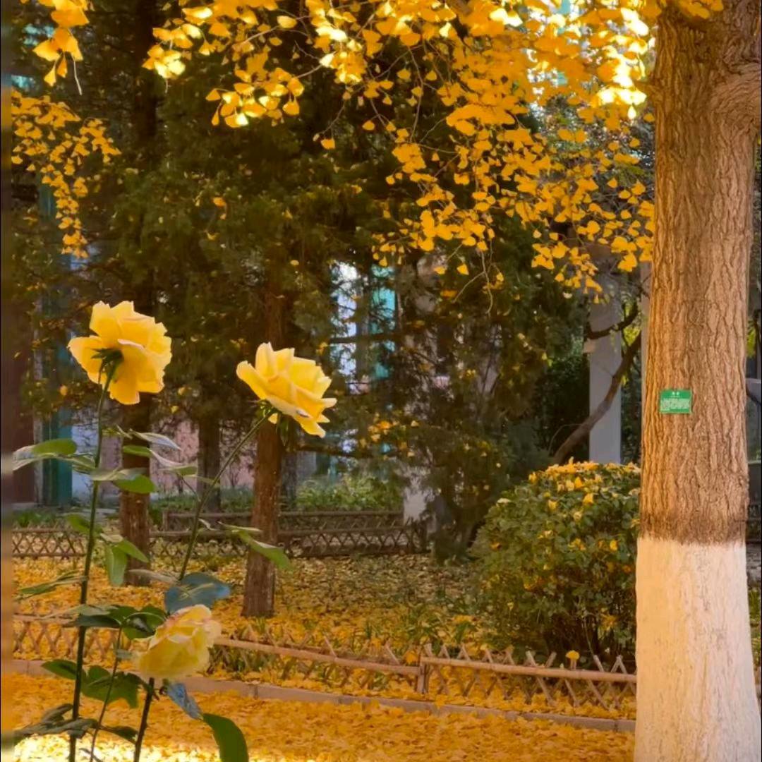 ᥫᦸᐝℳ莉ঞঞ💕꧔ꦿ᭄࿐ᩚ