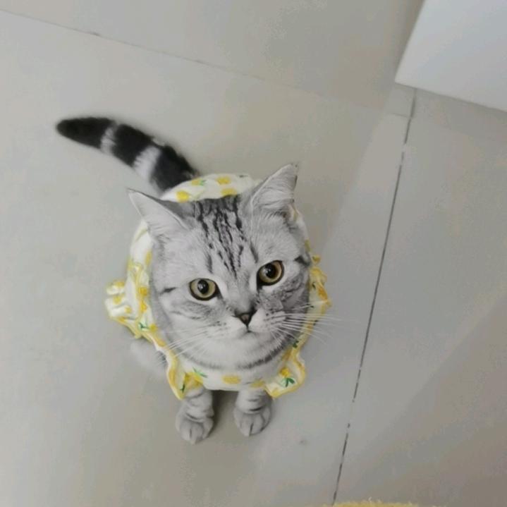 霜儿