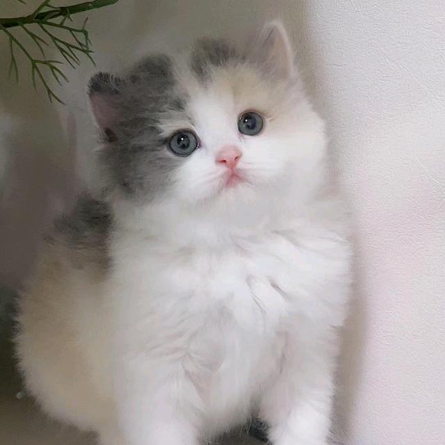 九日家的宠物猫