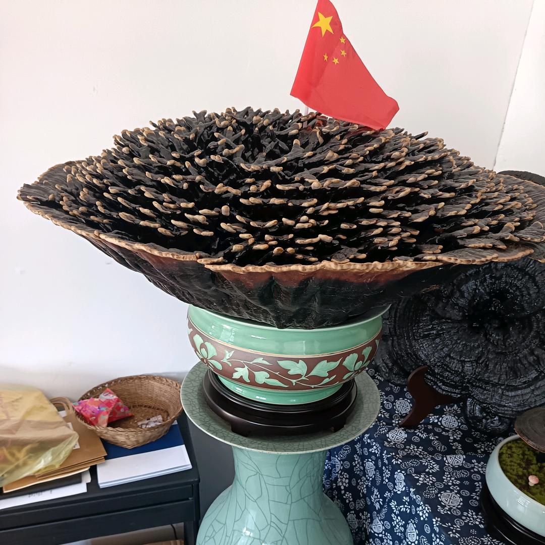 胡姐姐