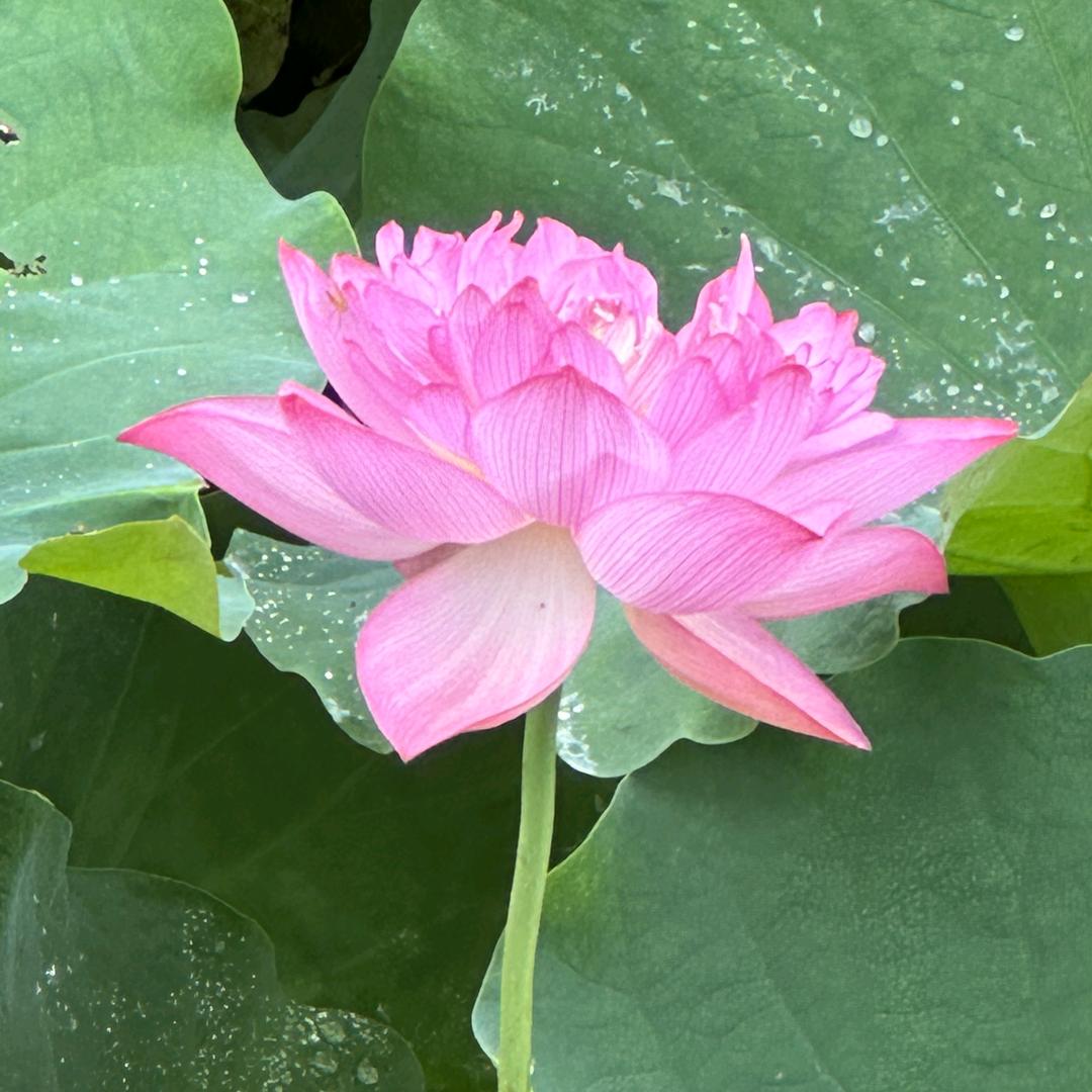 廖少莲