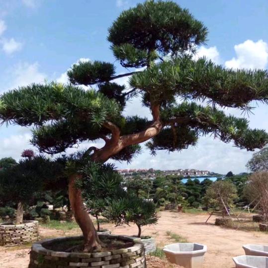 木子，忘掉过去