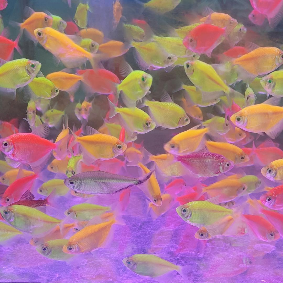 止于心