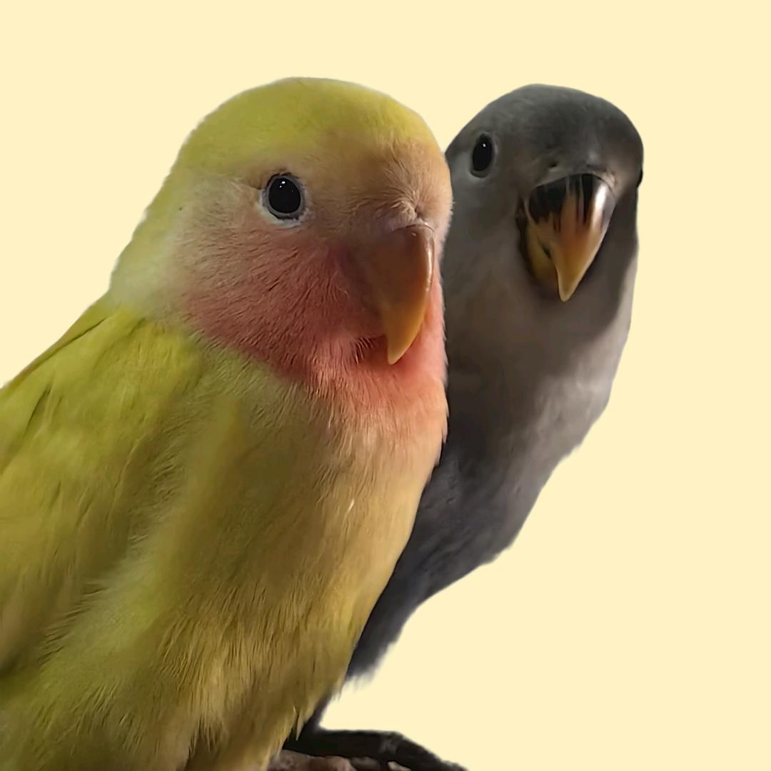 窝素膏柜铝亡吹破a