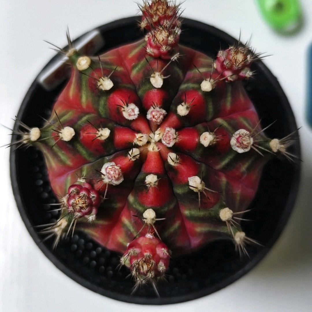 燚炎爱