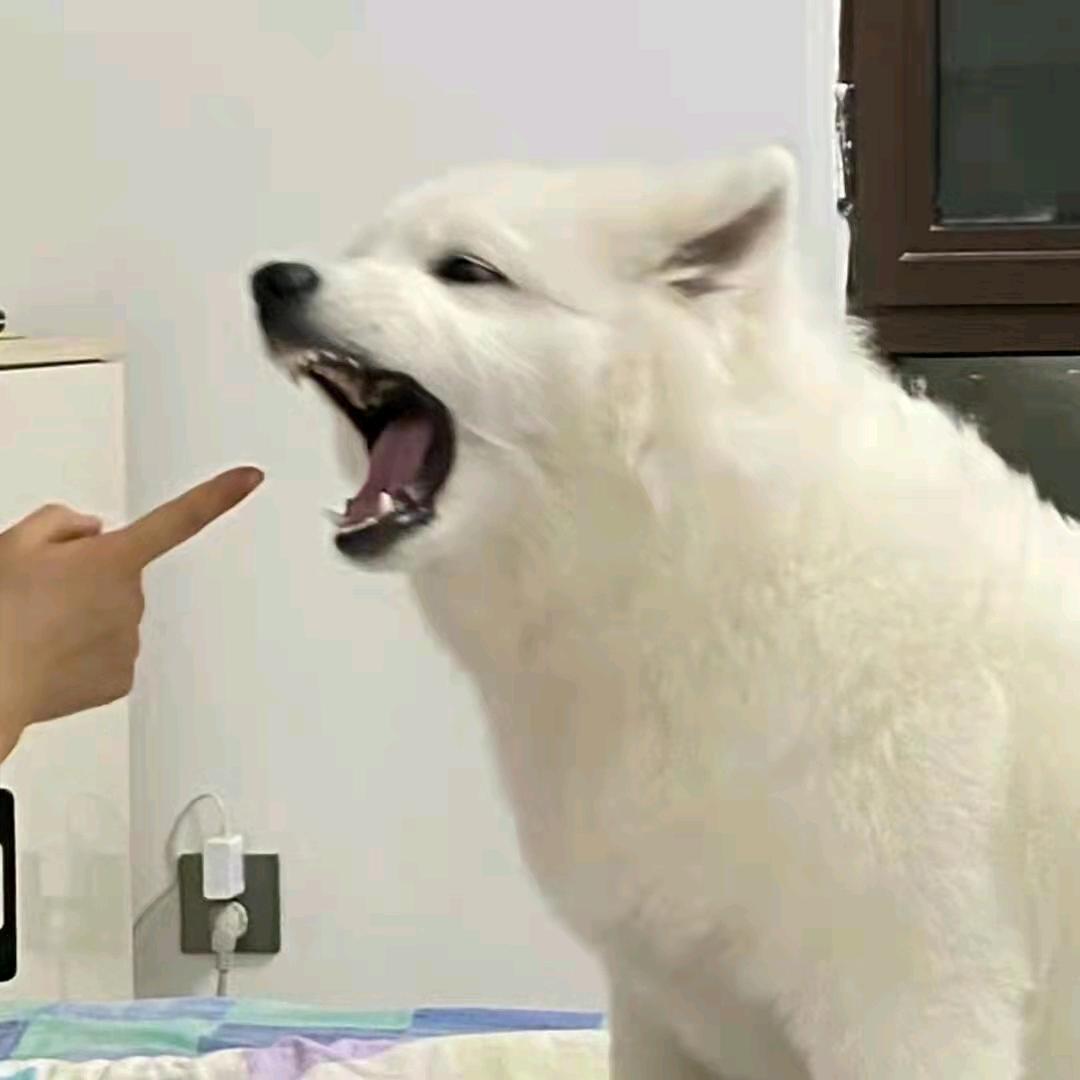 赵赵