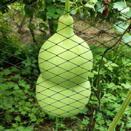 80后的（刘大姐）