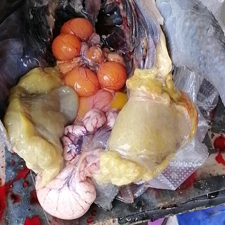 云南景东老土鸡景洪同城免费配送