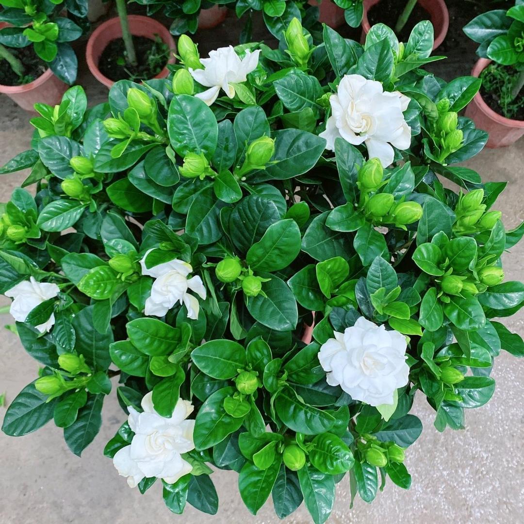 小燕子的花园