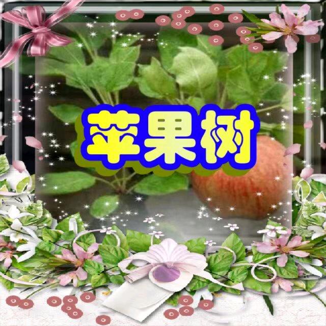 .苹果树