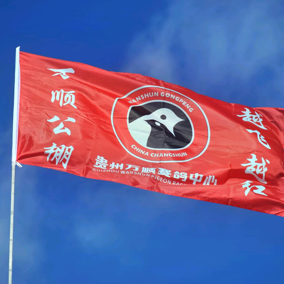 万顺赛鸽养训跟踪