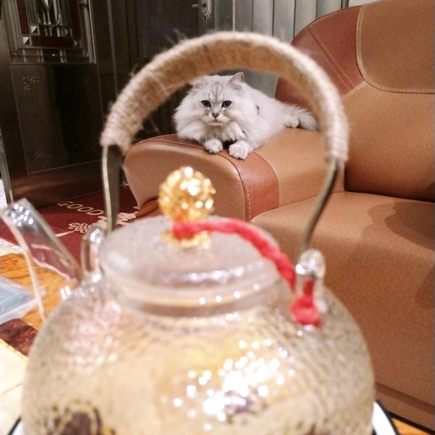 番茄不炒蛋ʚʕ̯•͡˔•̯᷅ʔɞ