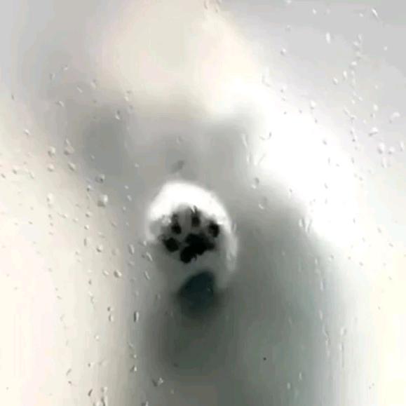 尼古拉斯·小改