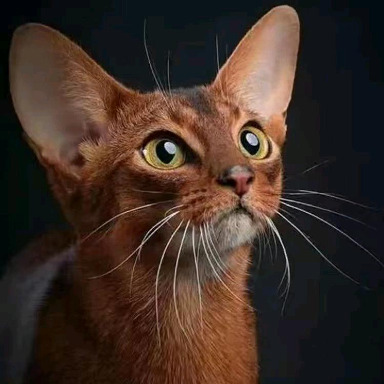 增五宠物猫