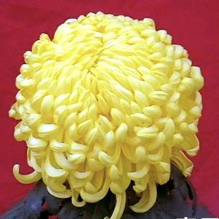 昆明云景小菊基地直销