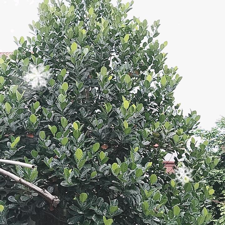 🐎¹⁹₉₁༊ღ᭄苄家ꦿ꯭菇凉꧔ꦿ᭄