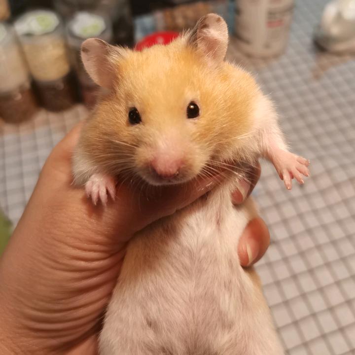 团团家的小仓鼠宠物用品店