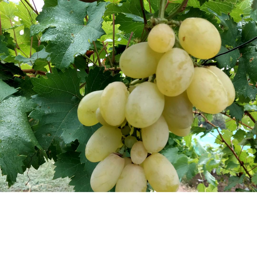 黄土坡葡萄