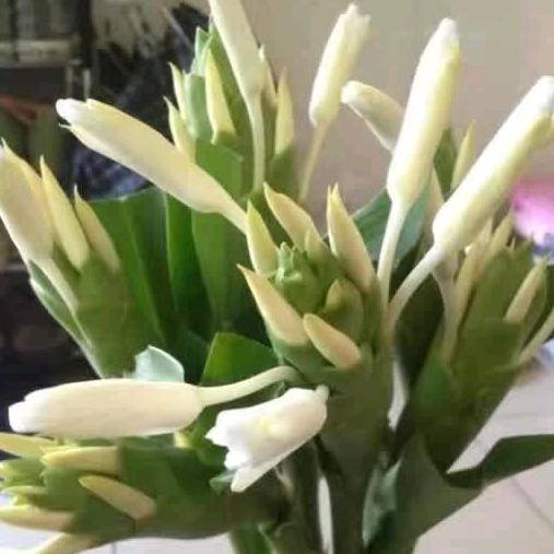 野姜花种植户赤壁