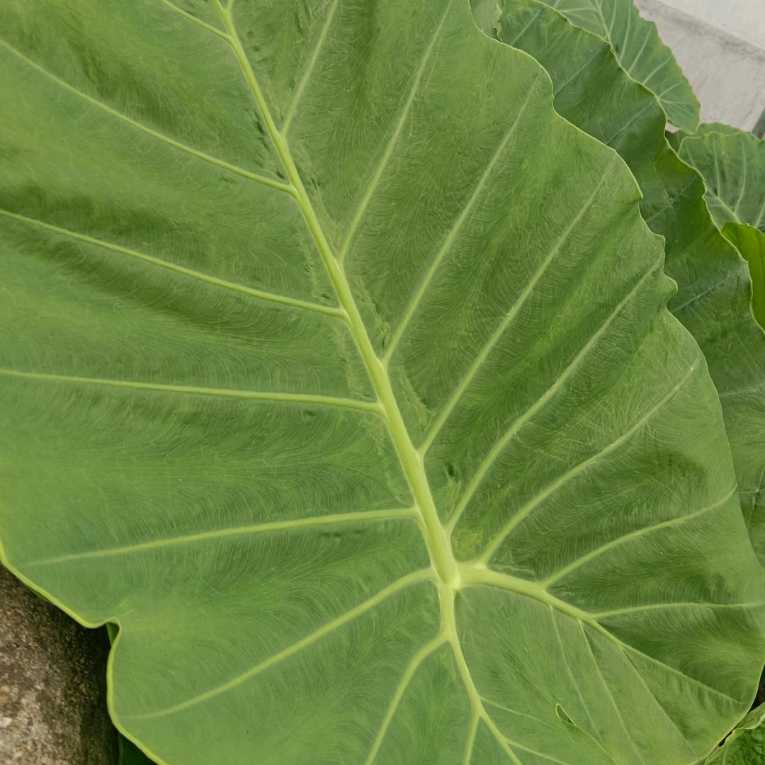 ♍️💕暖心向阳🍒💕