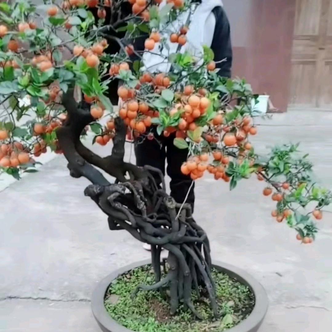 金弹子向林