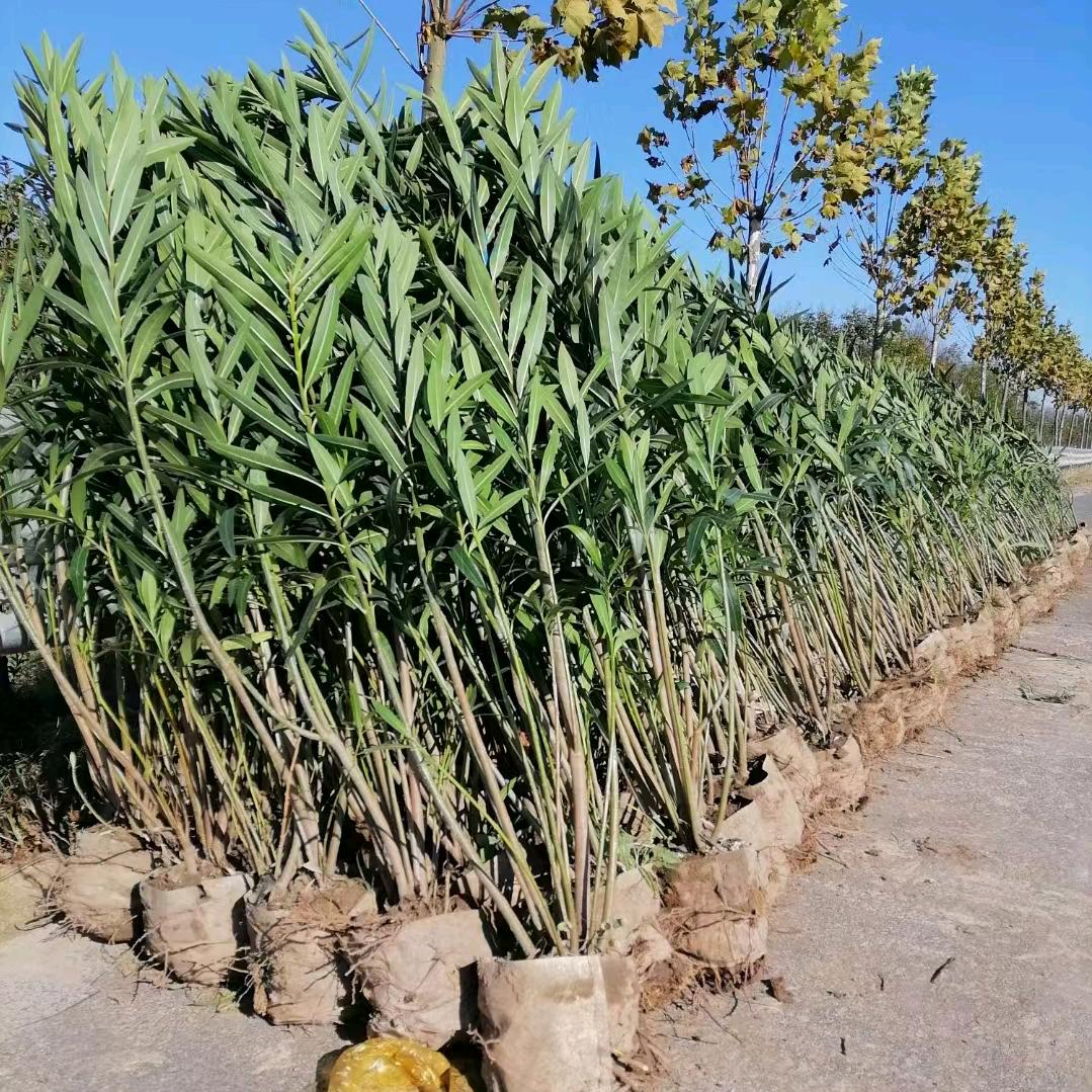 鄢陵县夹竹桃，洒金柏红瑞木基地