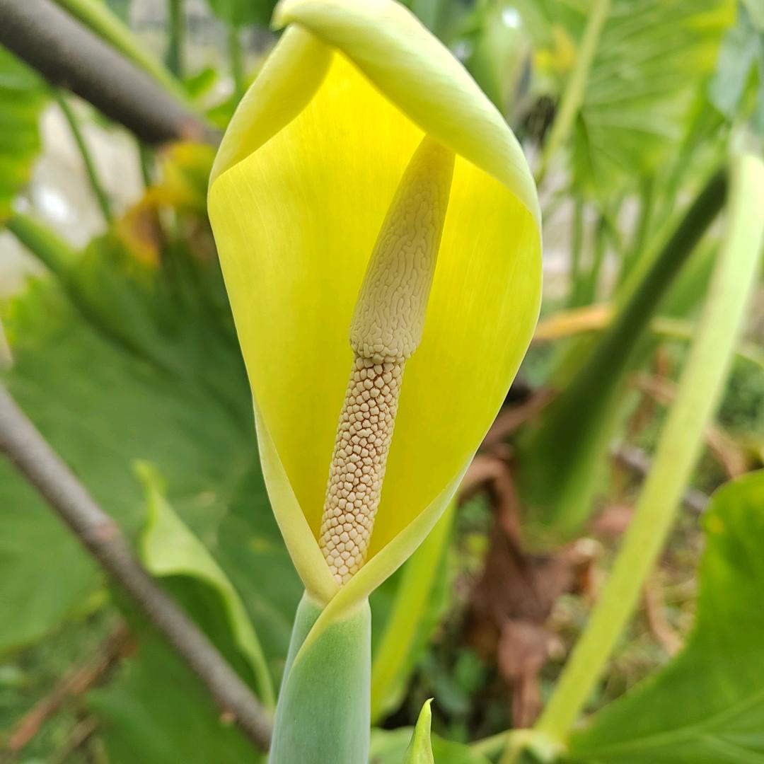 顾家家居小芳