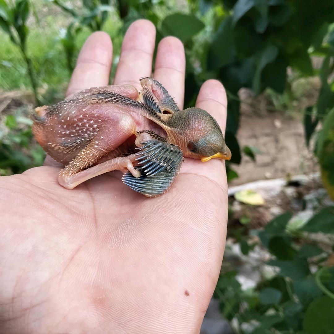 一腔热血好男儿。