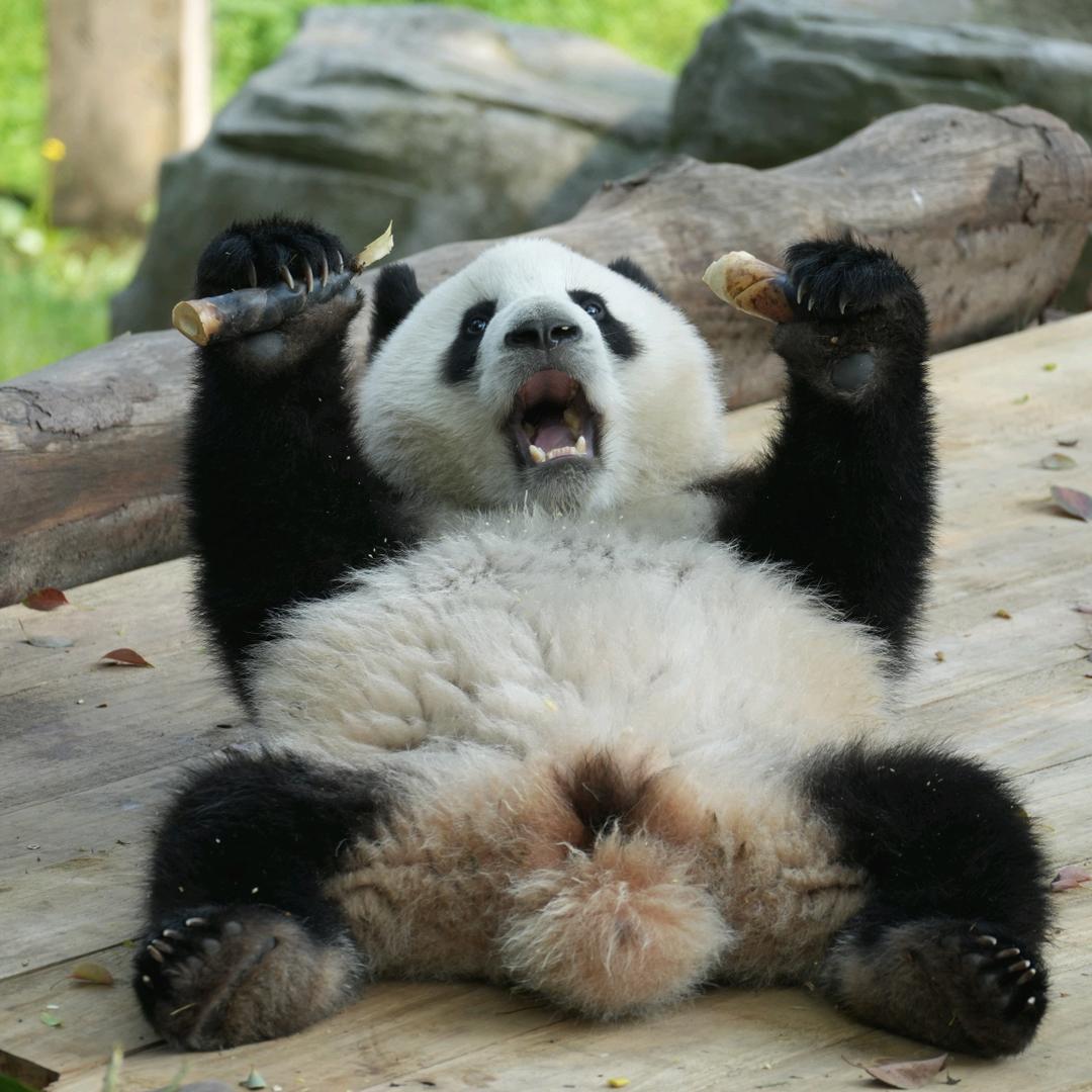 一只小犟拐拐