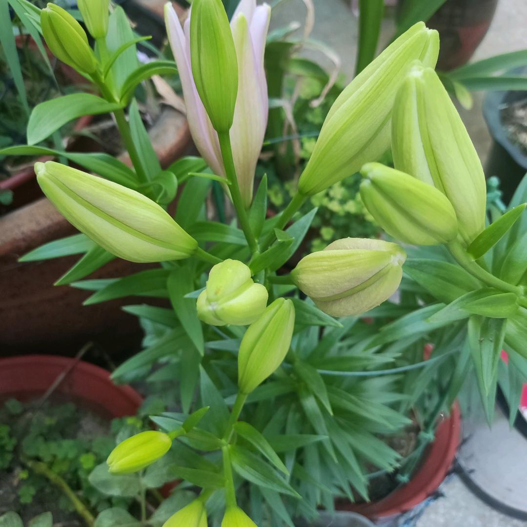 物有本末，事有终始