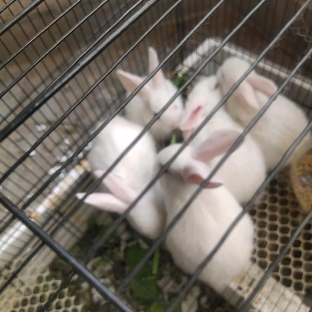 家养小兔有需要的么