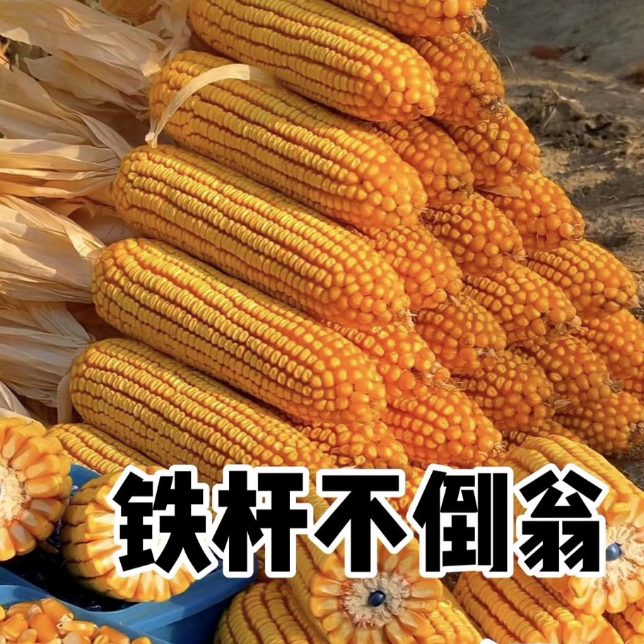 矮大棒高产玉米种子