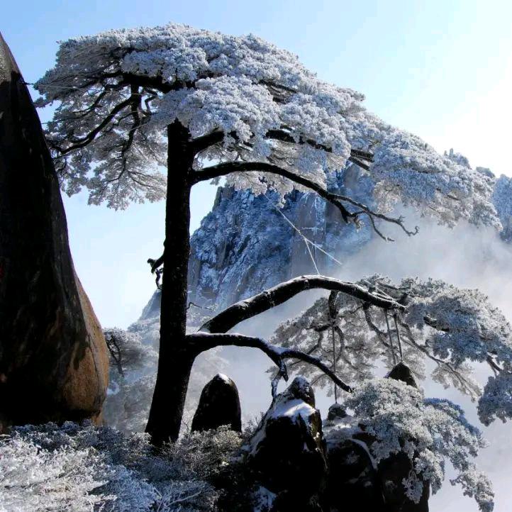 青松傲雪