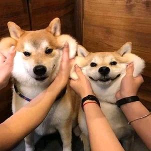 自衒
