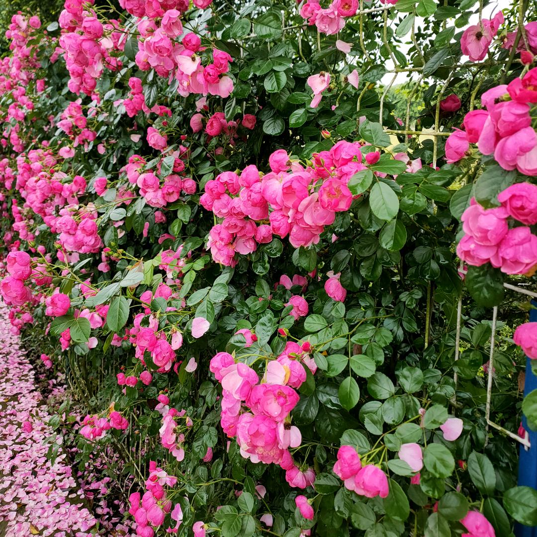 小雨沙沙 🎈