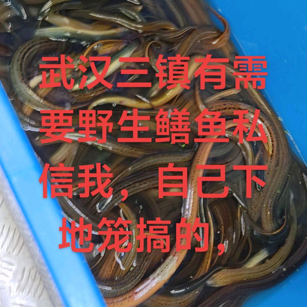 川娃子户外打野