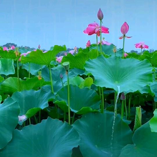 雨（小雨点）点