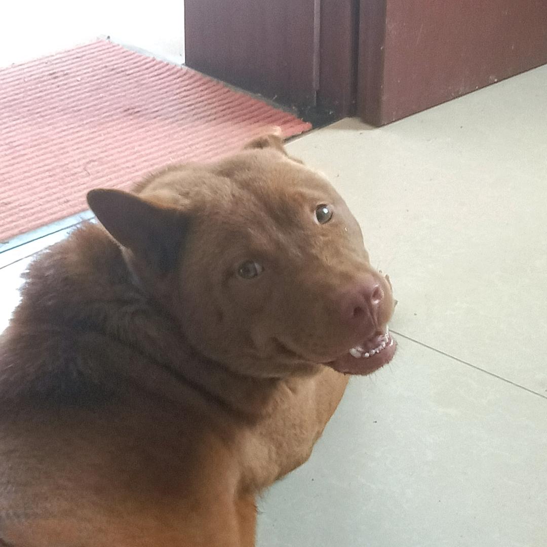 战狼