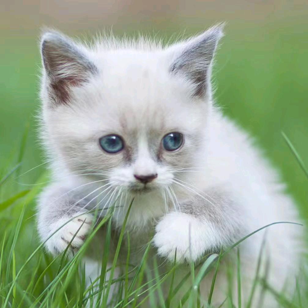 🥀⃟错把᭄敷衍ꦻ当承诺❤️