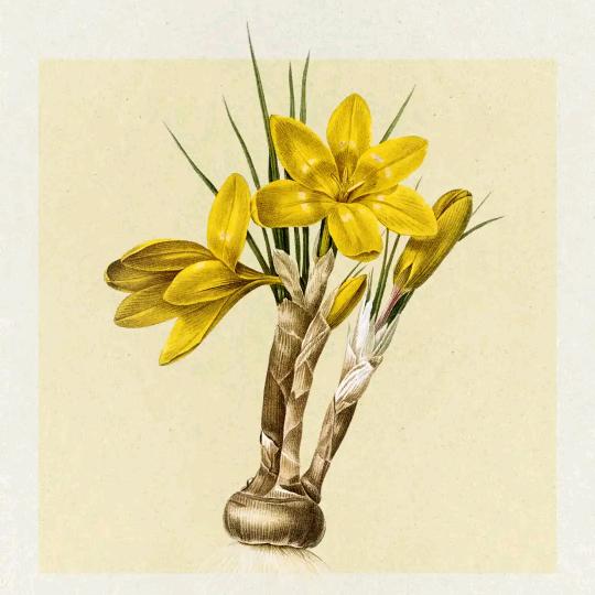 King♛﹄凤﹃ 🌹