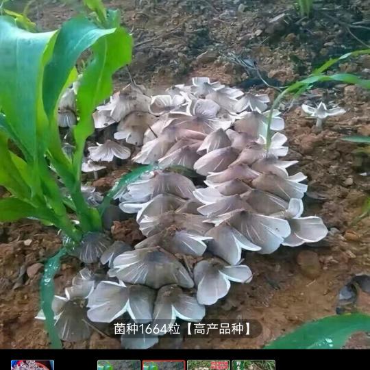 第一加QQ第二加微博的，都是诈骗