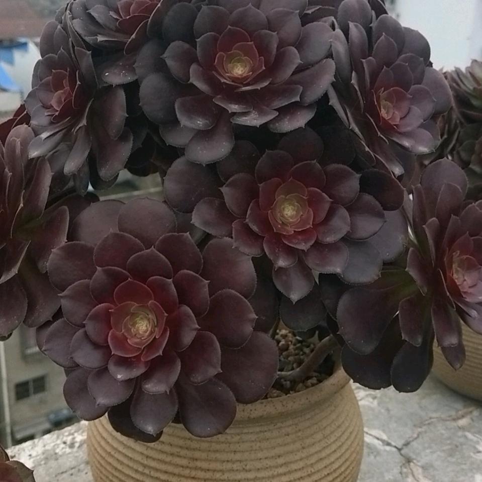 退休爽妈