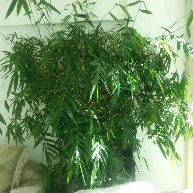 如意